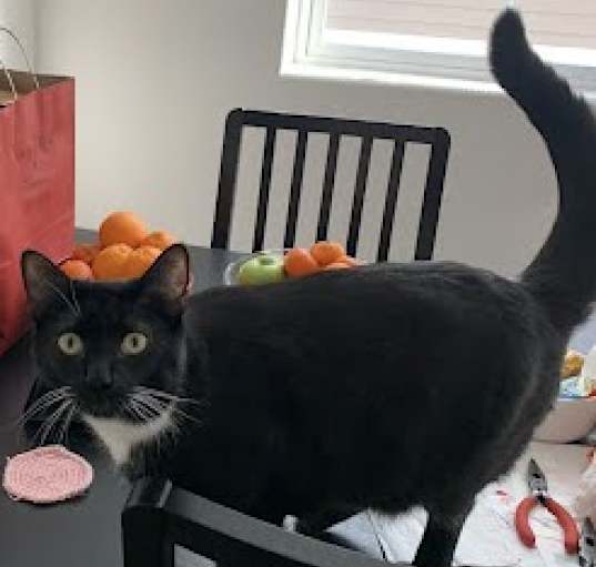 Photo of T'Challa (Marvel litter)