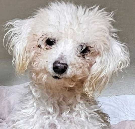 Photo of MARSHMALLOW IS FUN & SPUNKY