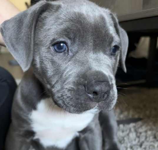 Photo of Jamba Duke