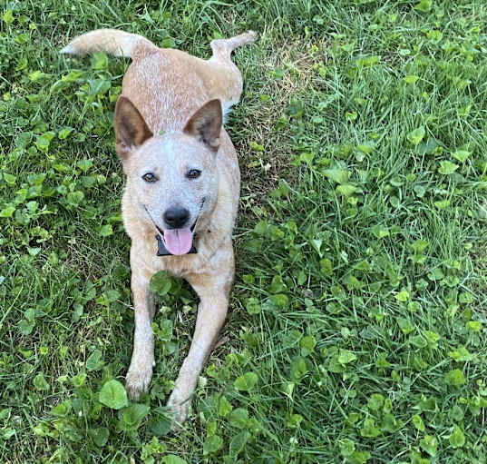Photo of Daisy