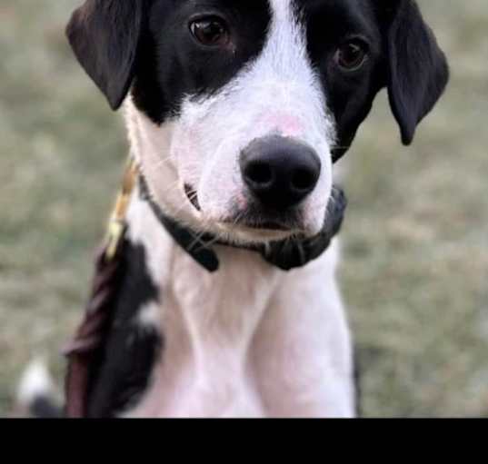 Photo of Milo