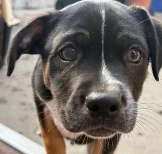 Photo of Axel