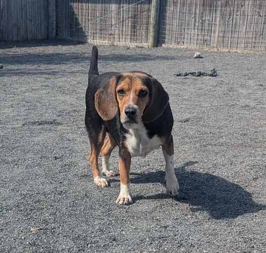 Photo of Piper
