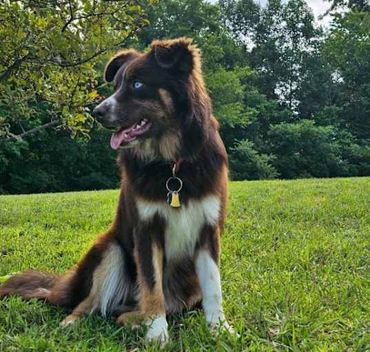 Photo of Koda