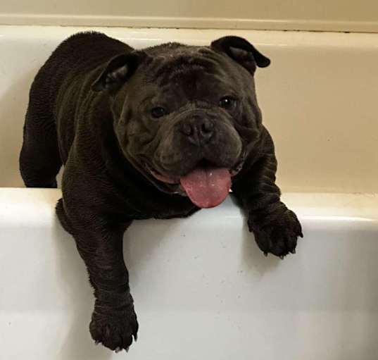 Photo of Logan (American bully)