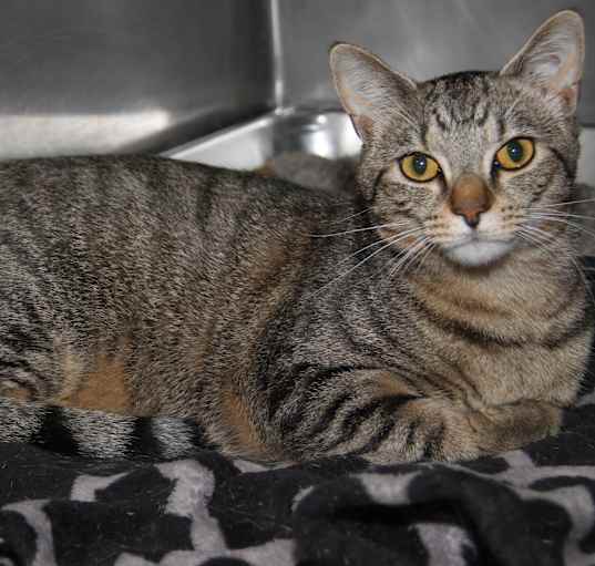 Photo of Carrot (Neutered)