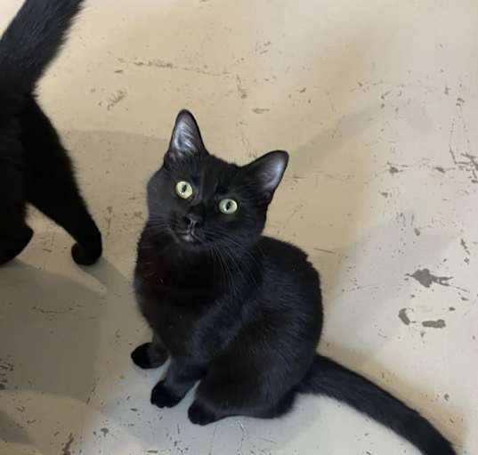 Photo of Cleo
