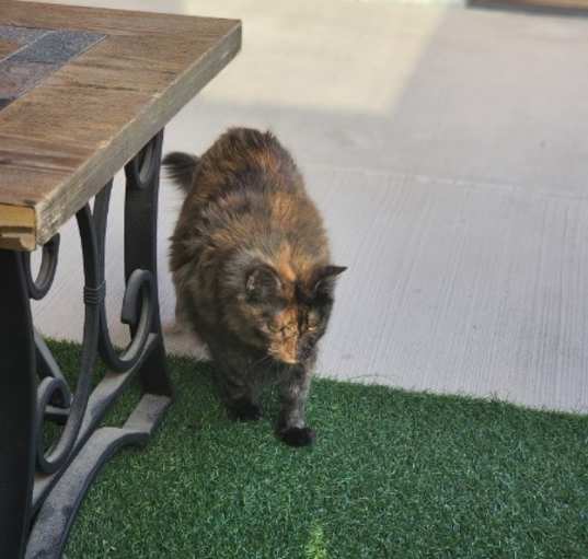 Photo of Cranberry