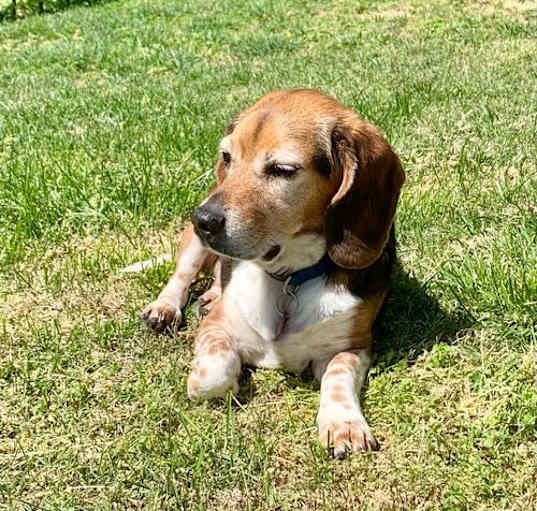 Photo of Scout