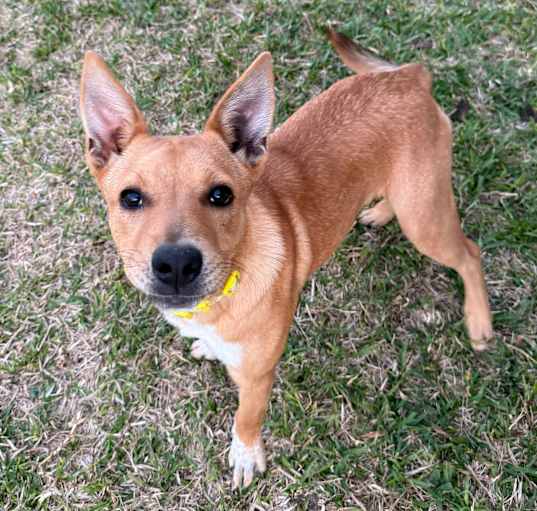 Photo of Piper