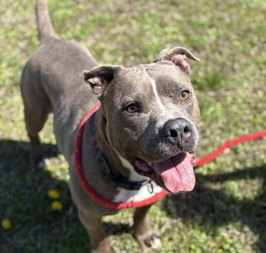 Photo of 2503-0088 Jolly
