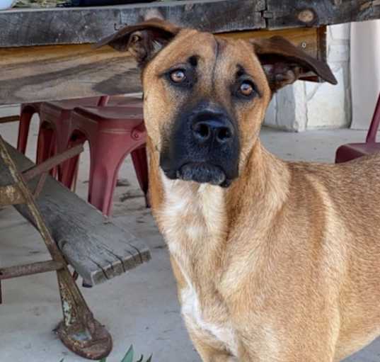 Photo of Layla