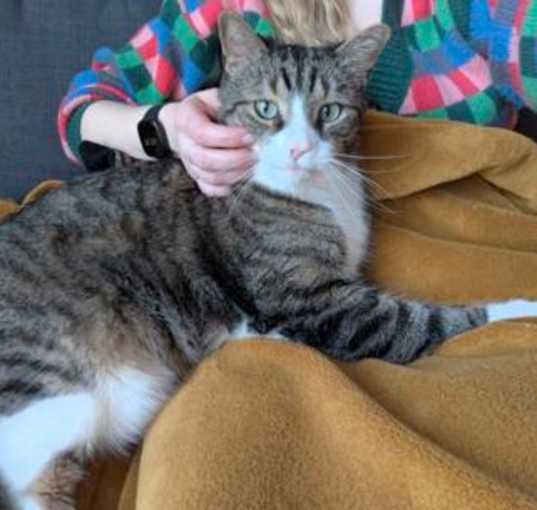 Photo of Tigger