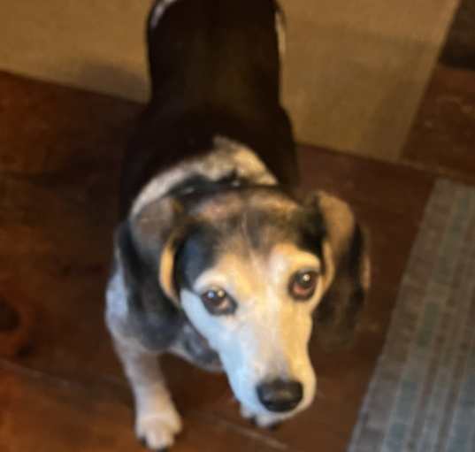 Photo of Phoebe