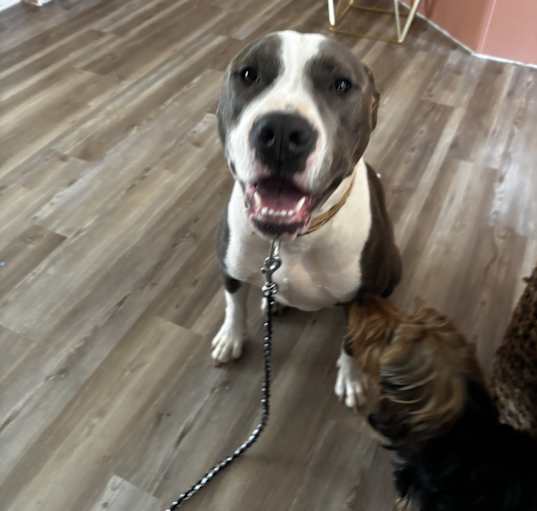 Photo of Rocco