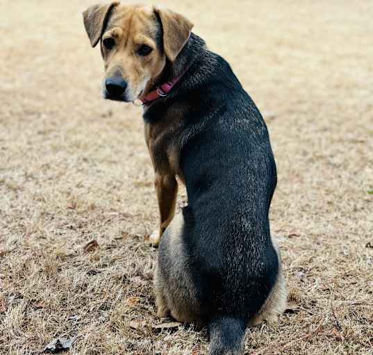 Photo of Daisy
