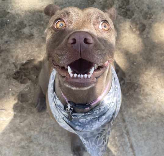 Photo of Cocoa