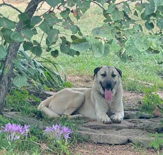 Photo of Apollo