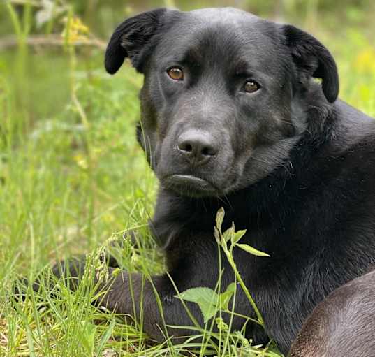 Photo of Kip
