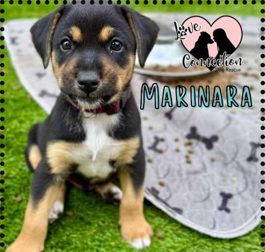 Photo of Marinara