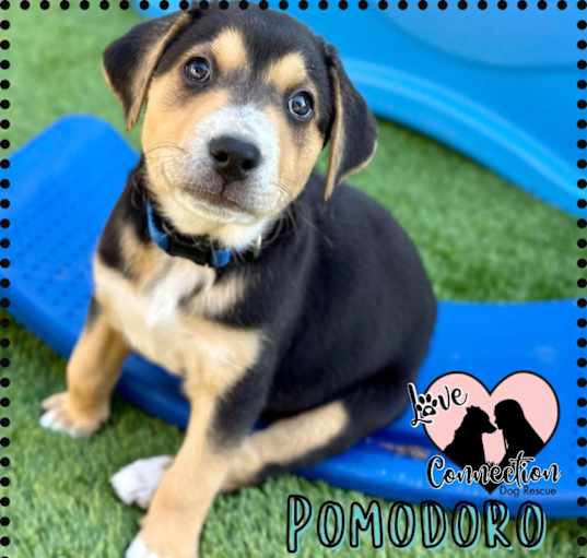 Photo of Pomodoro