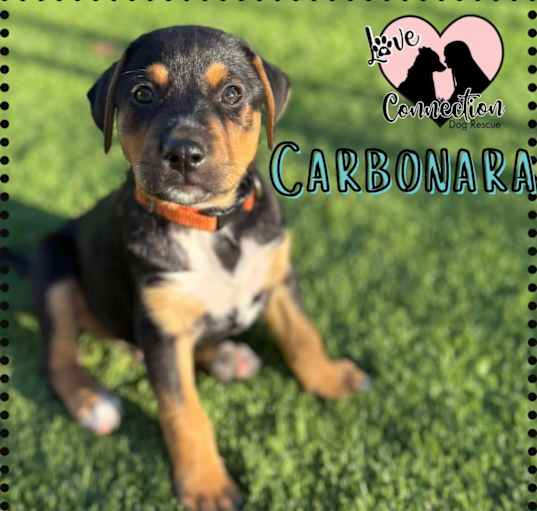 Photo of Carbonara