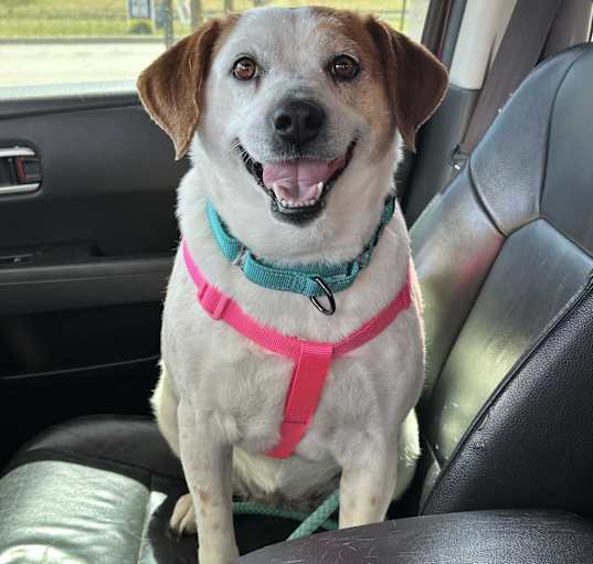 Photo of Sassy