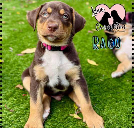 Photo of Ragu