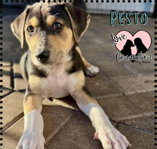 Photo of Pesto