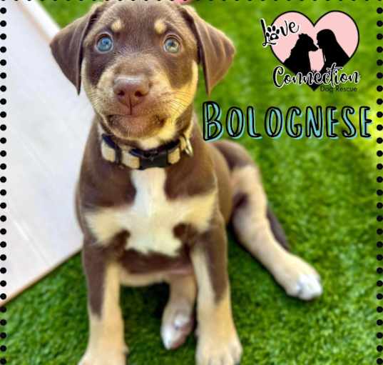 Photo of Bolognese