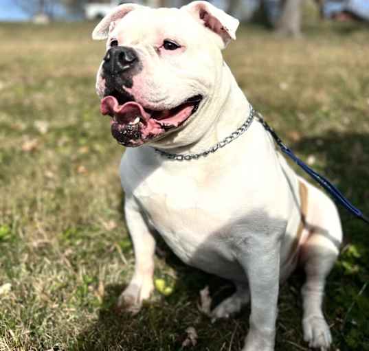 Photo of Hank