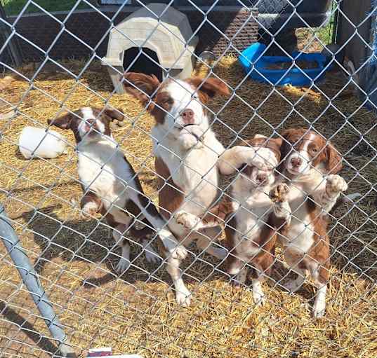 Photo of Puppy's