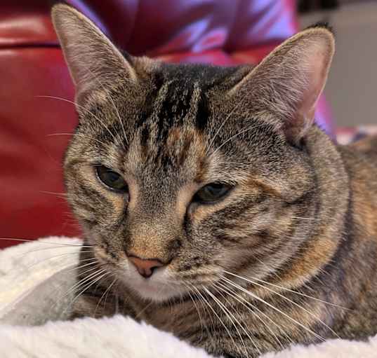 Photo of Nermal