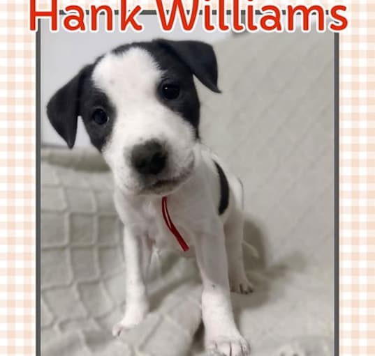 Photo of Hank Williams - Fancy
