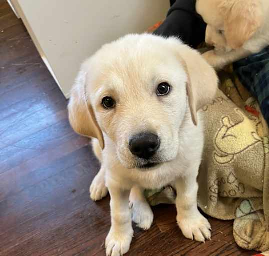 Photo of Clover
