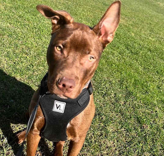 Photo of Ranger