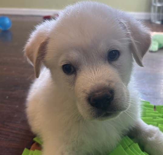 Photo of Lucky
