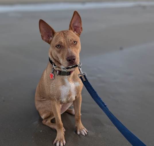 Photo of Queso