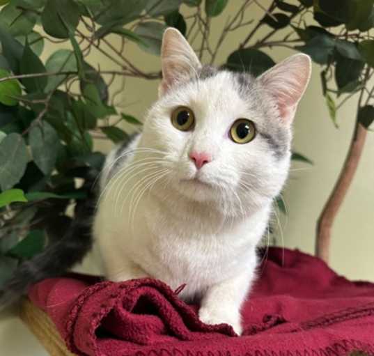 Photo of Ollie