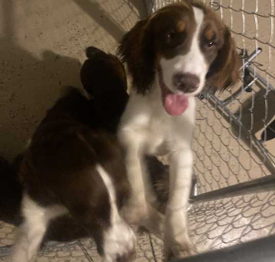 Photo of Lucky