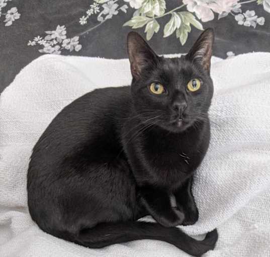 Photo of Archer