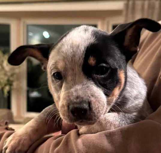 Photo of Pepper
