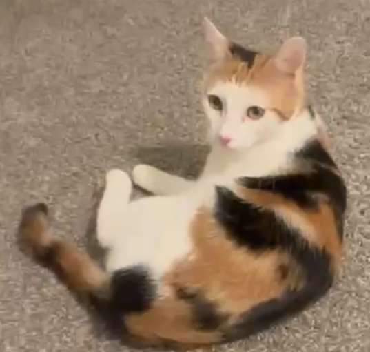 Photo of Cali