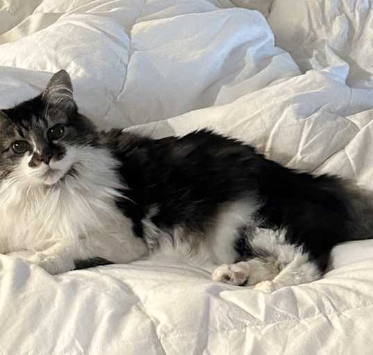 Photo of Moonshadow