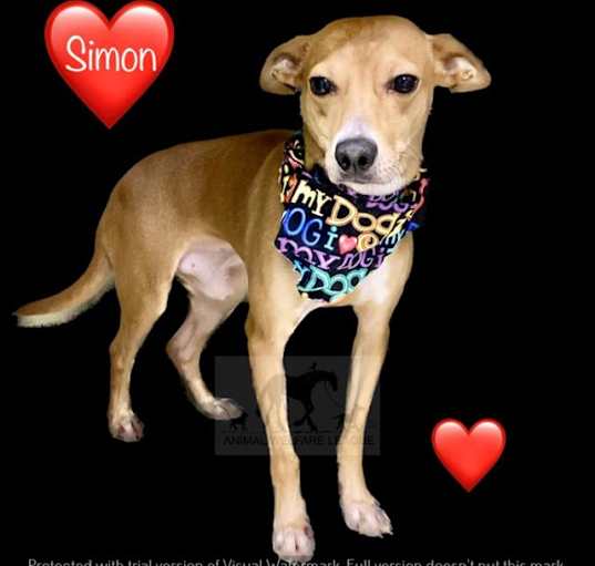 Photo of SIMON
