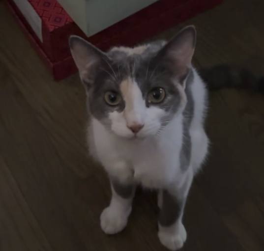 Photo of Gracey