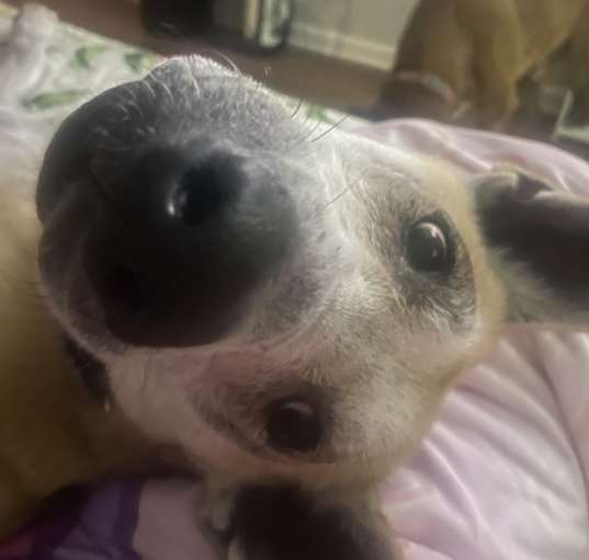 Photo of Bobby