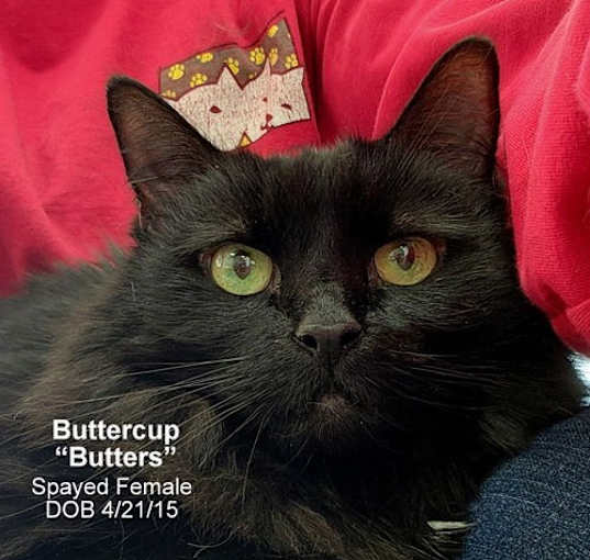 Photo of Buttercup