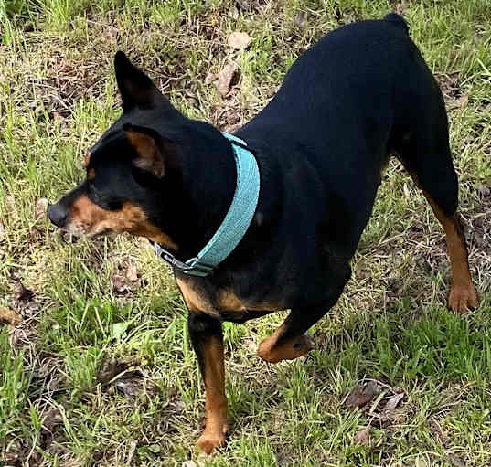 Photo of Pebbles