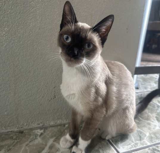 Photo of Suki